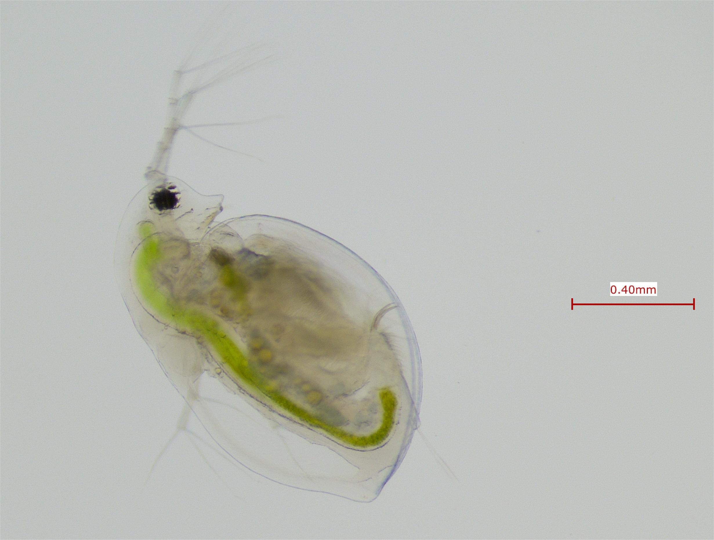 Daphnia parvula